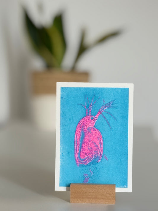 2er Serie DINA 6 Risografie Postkarte Schrimps