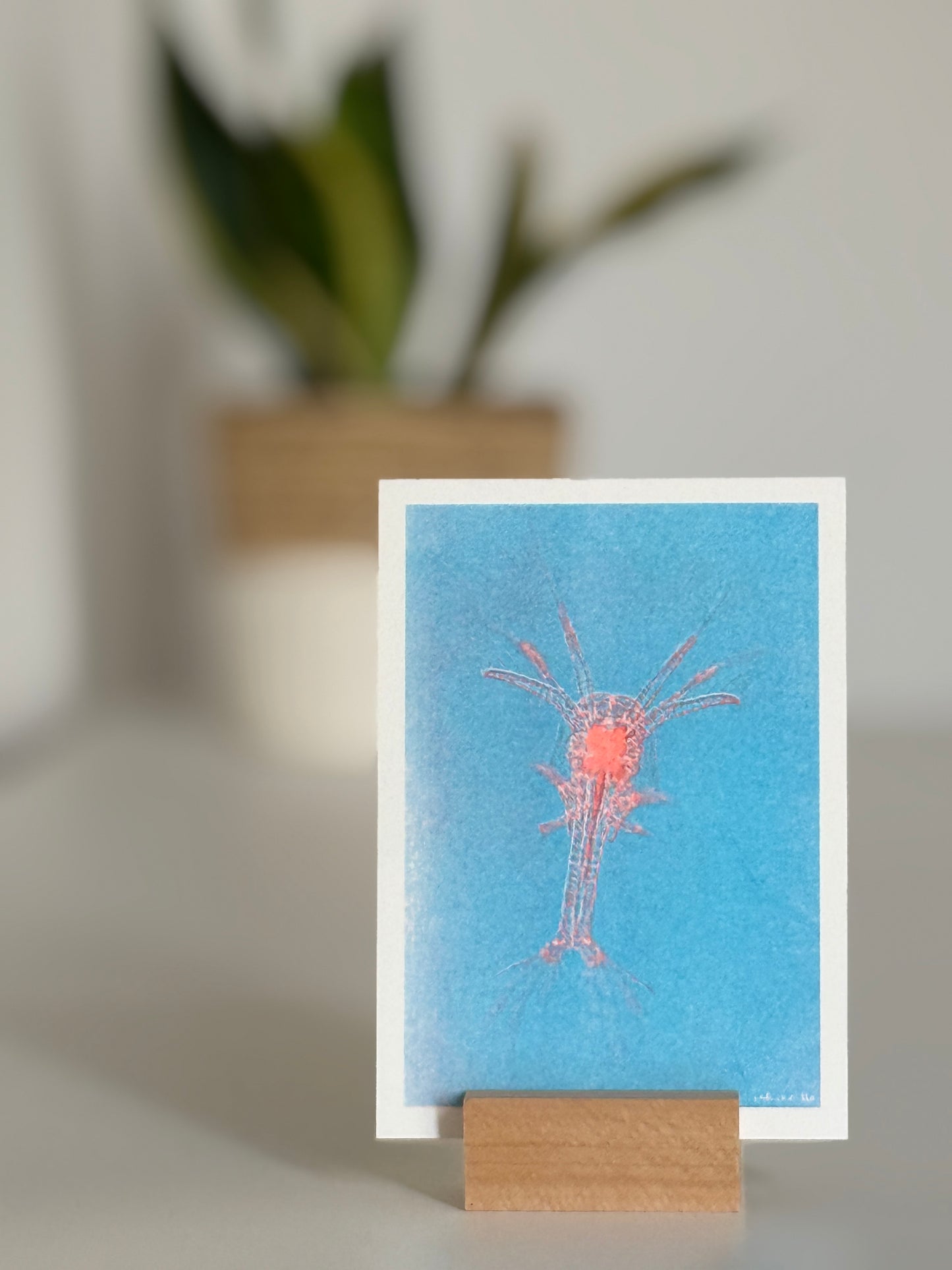 2er Serie DINA 6 Risografie Postkarte Schrimps